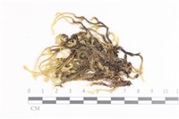 藏品(毛扭蘚)的圖片