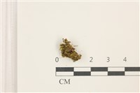 藏品(東亞羽枝蘚)的圖片