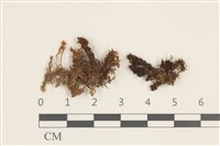 藏品(卷葉仙鶴蘚)的圖片