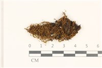 藏品(索氏叢本蘚)的圖片