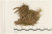 藏品(No.860335)的圖片