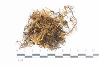 藏品(山羽蘚)的圖片