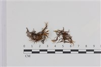 藏品(山羽蘚)的圖片