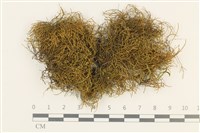 藏品(碎葉牛舌蘚)的圖片