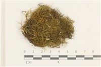 藏品(碎葉牛舌蘚)的圖片