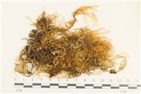 藏品(多疣懸蘚)的圖片