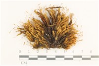 藏品(日本曲柄蘚)的圖片