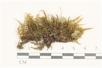 藏品(粗齒雉尾蘚)的圖片