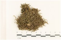 藏品(三齒鞭苔)的圖片