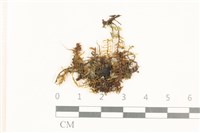 藏品(粗齒雉尾蘚)的圖片