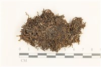 藏品(鈍葉護蒴苔)的圖片