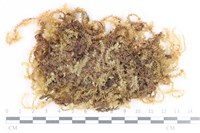 藏品(大灰氣蘚)的圖片