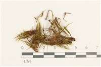 藏品(日本曲柄蘚)的圖片