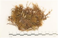 藏品(日本曲柄蘚)的圖片