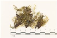 藏品(粗齒雉尾蘚)的圖片