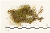 藏品(多疣懸蘚)的圖片