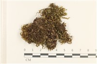 藏品(鞭苔,三裂鞭苔)的圖片