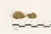 藏品(小睫毛苔)的圖片