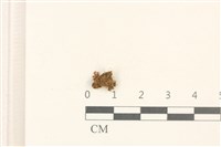 藏品(大萼苔)的圖片