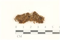 藏品(喙葉大萼苔)的圖片