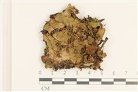 藏品(短托柄花萼苔)的圖片