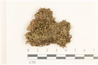 藏品(日本鞭苔)的圖片