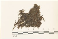 藏品(多胞裂萼苔)的圖片