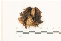 藏品(蛇苔)的圖片