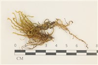 藏品(溪邊青蘚)的圖片