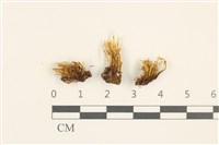 藏品(東亞蝦蘚)的圖片