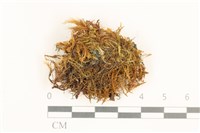 藏品(黃曲柄蘚)的圖片