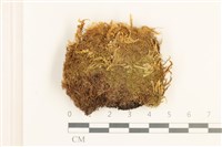 藏品(鞭枝曲柄蘚)的圖片