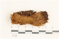 藏品(鞭枝曲柄蘚)的圖片