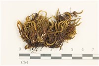 藏品(節莖曲柄蘚)的圖片