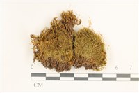 藏品(狗芽蘚)的圖片