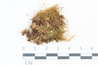 藏品(青毛苔)的圖片