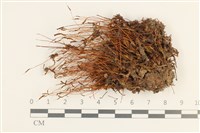 藏品(仙鶴蘚)的圖片