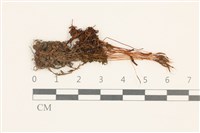 藏品(仙鶴蘚)的圖片