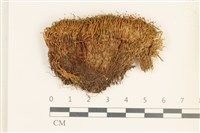 藏品(卷葉叢本蘚)的圖片