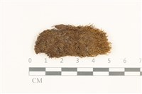 藏品(鈍頭紅葉蘚)的圖片