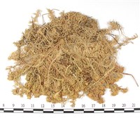 藏品(截葉泥炭蘚)的圖片