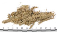 藏品(截葉泥炭蘚)的圖片