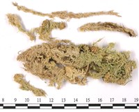 藏品(扭枝泥炭蘚)的圖片