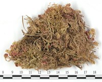 藏品(狹葉泥炭蘚)的圖片
