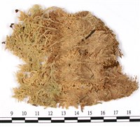 藏品(覆葉泥炭蘚, 毛壁泥炭蘚)的圖片