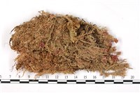 藏品(尖葉泥炭蘚)的圖片
