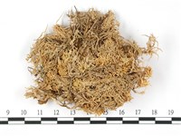 藏品(擬禿枝泥炭蘚)的圖片
