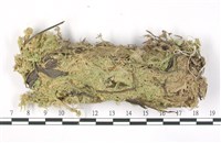 藏品(稀孔泥炭蘚)的圖片