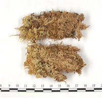 藏品(擬大泥炭蘚)的圖片