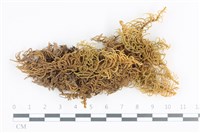 藏品(山羽蘚)的圖片